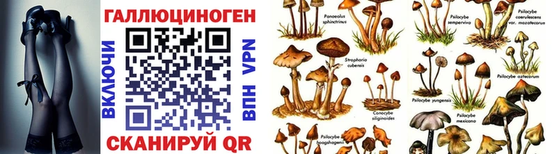 дарк нет официальный сайт  Сухой Лог  Псилоцибиновые грибы Psilocybe 